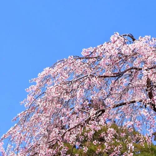 しだれ桜
